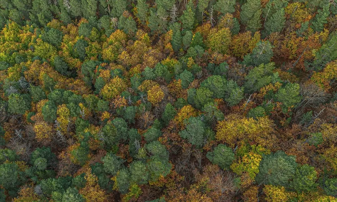 La guia vol ajudar les empreses a entendre el paper essencial de la natura i integrar-la en el dia a dia.
