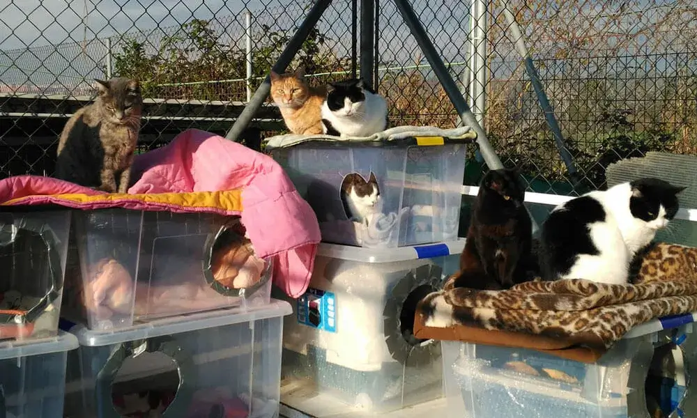 La Lliga Protectora d’Animals de Sabadell fa més de quatre dècades que treballa per cuidar i donar una segona oportunitat a animals abandonats, perduts o decomissats.