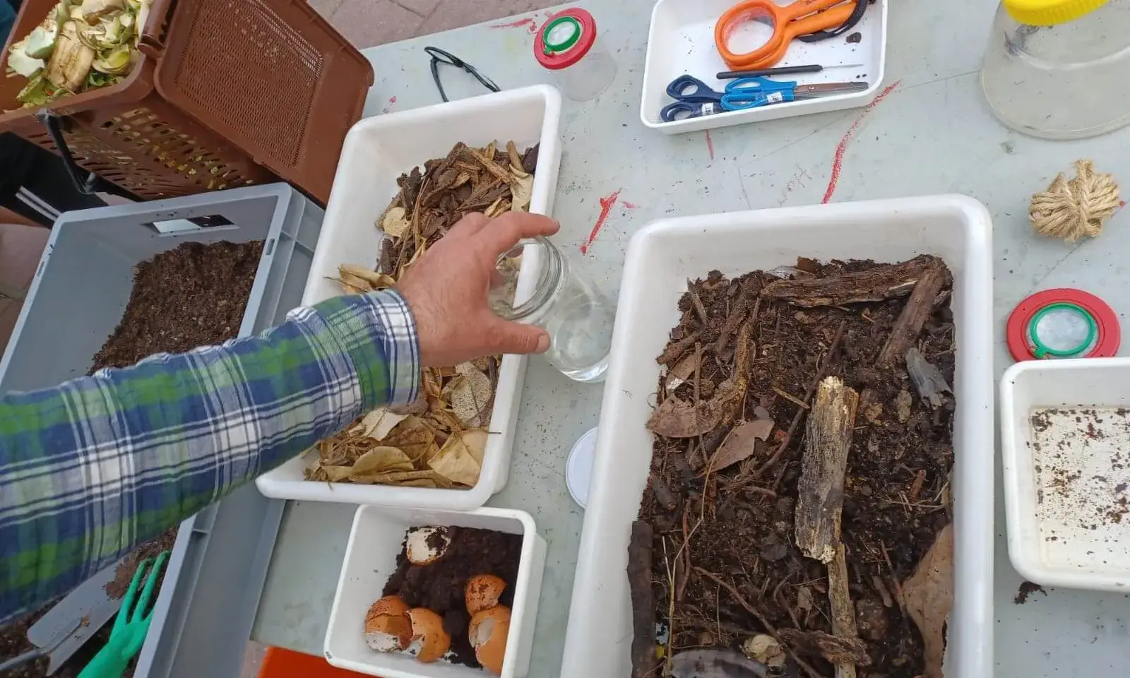 Imatge de mostres de diferents estats de la matèria orgànica en el cicle de compostatge i material d'observació.