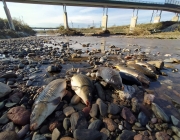 Peixos morts al riu Besòs a causa de l