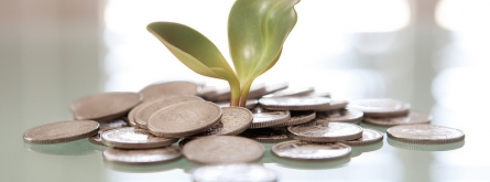 Money plant. Font: Tax Credits (Flickr)