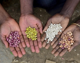 Autor: Neil Palmer <n.palmer@cgiar.org> (CIAT- International Center for Tropical Agriculture) Font: 