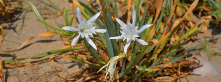 Els Premis Medi Ambient d'enguany posen la mirada en la biodiversitat i la conservació de la natura  Font: Angela Llop per Wikimedia Commons