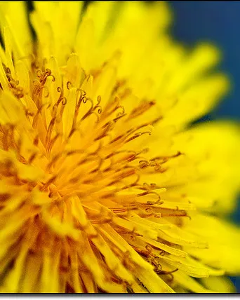 Flor. Voluntariat social. Font: _Hadock_ a Flickr
