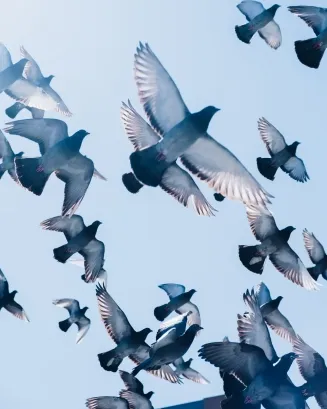 Foto de Zac Ong a Unsplash