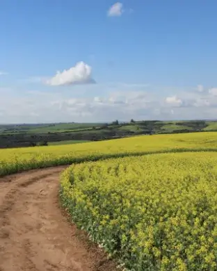 Camí que fa una corba amb camps florits de colza i un cel blau amb núvols
