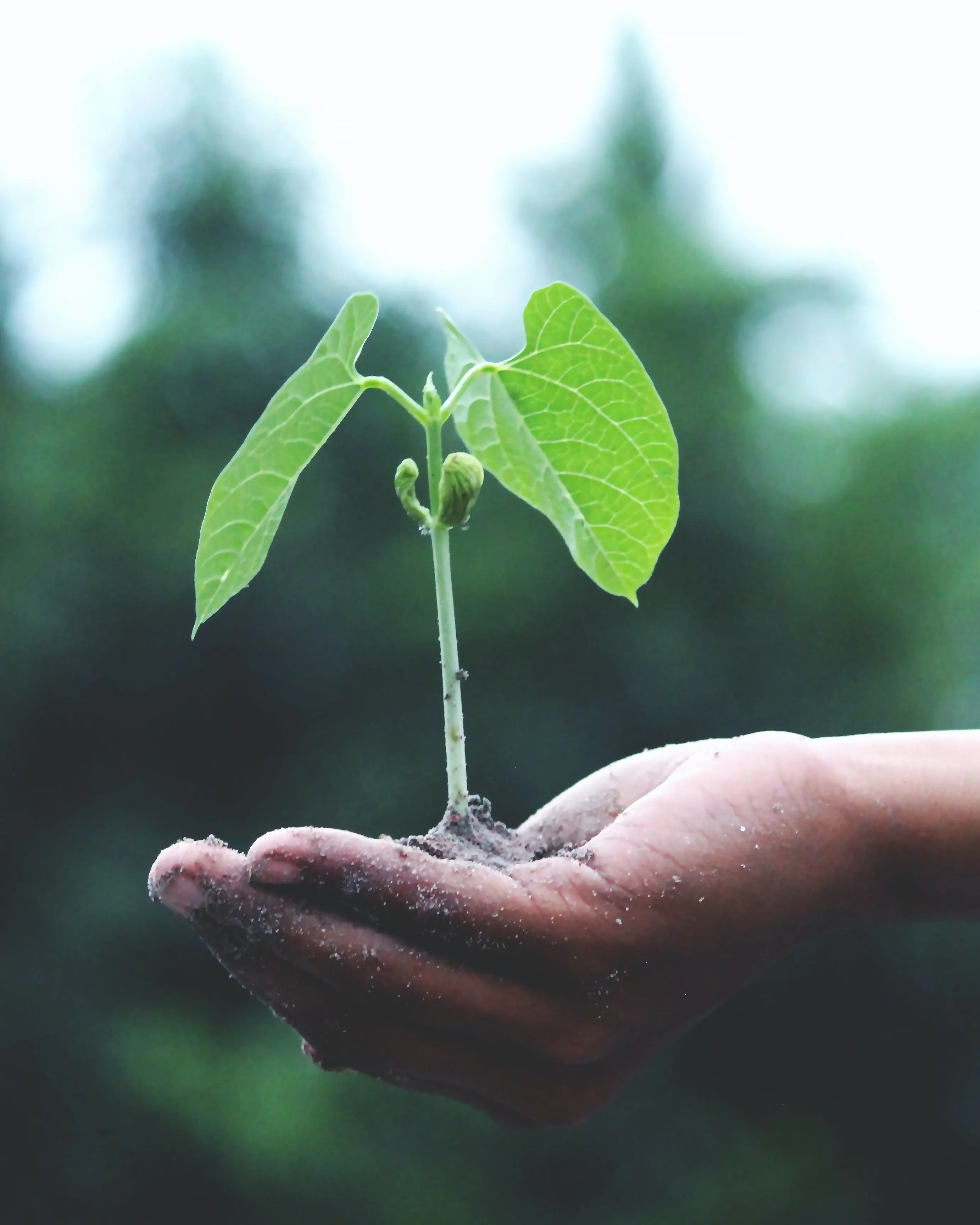 Mà amb planta que hi creix. Font: Pexels - Akil Mazumder Mà amb planta que hi creix. Font: Pexels - Akil Mazumder