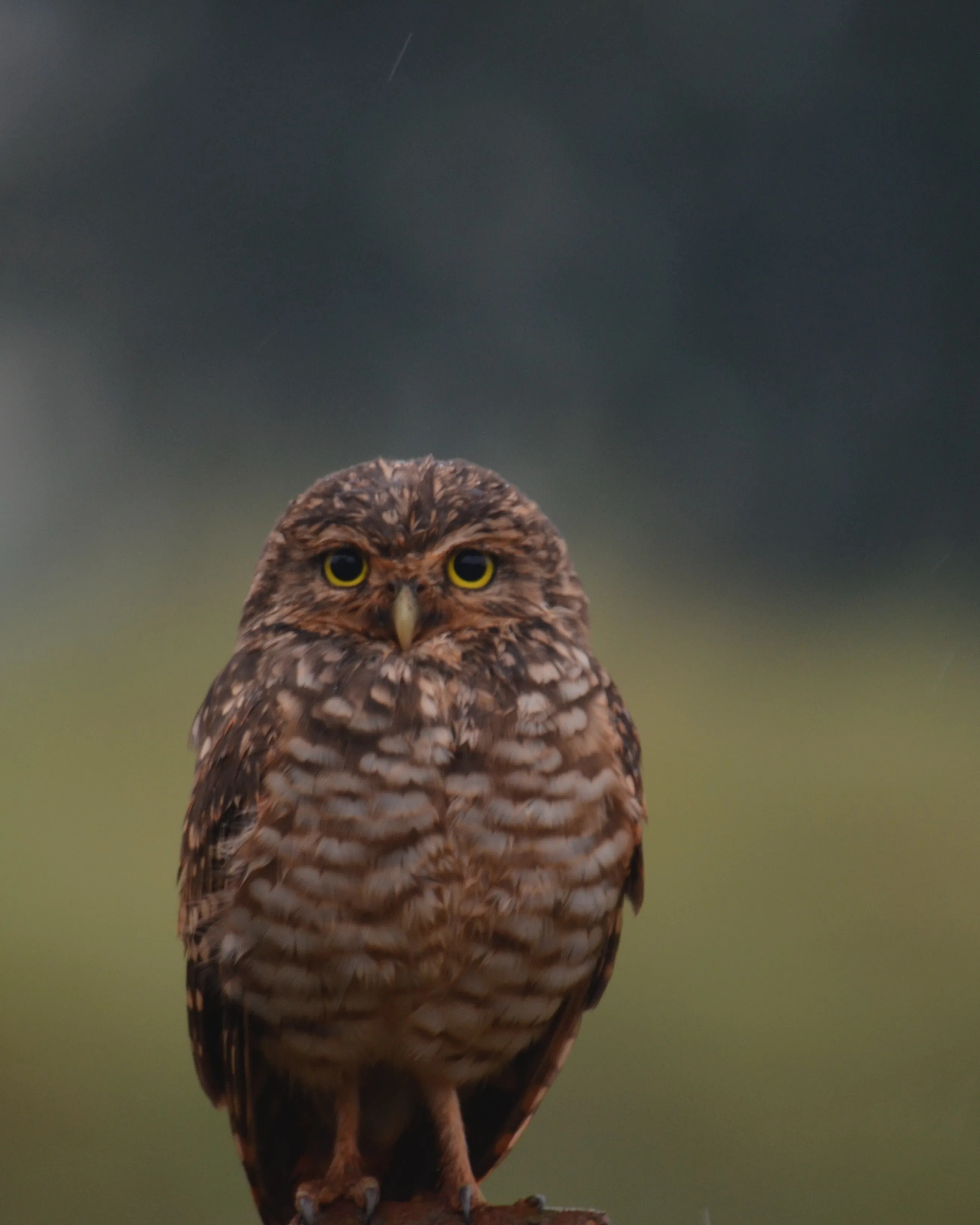 Mussol en un prat. Font: Pexels - Dani Maciel