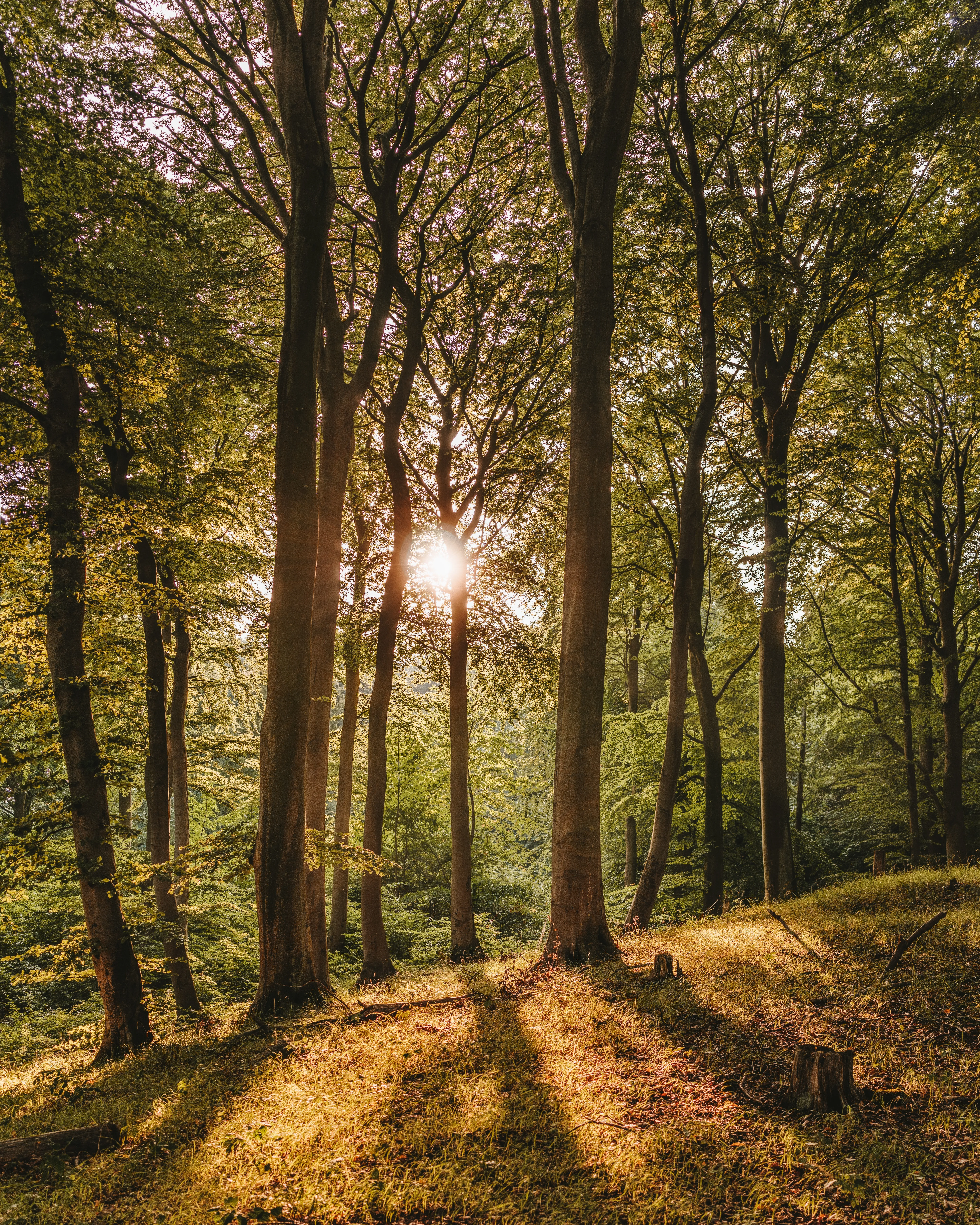 Bosc d'arbres de fulles caduques. Font: Pexels - Felix Mittermeier