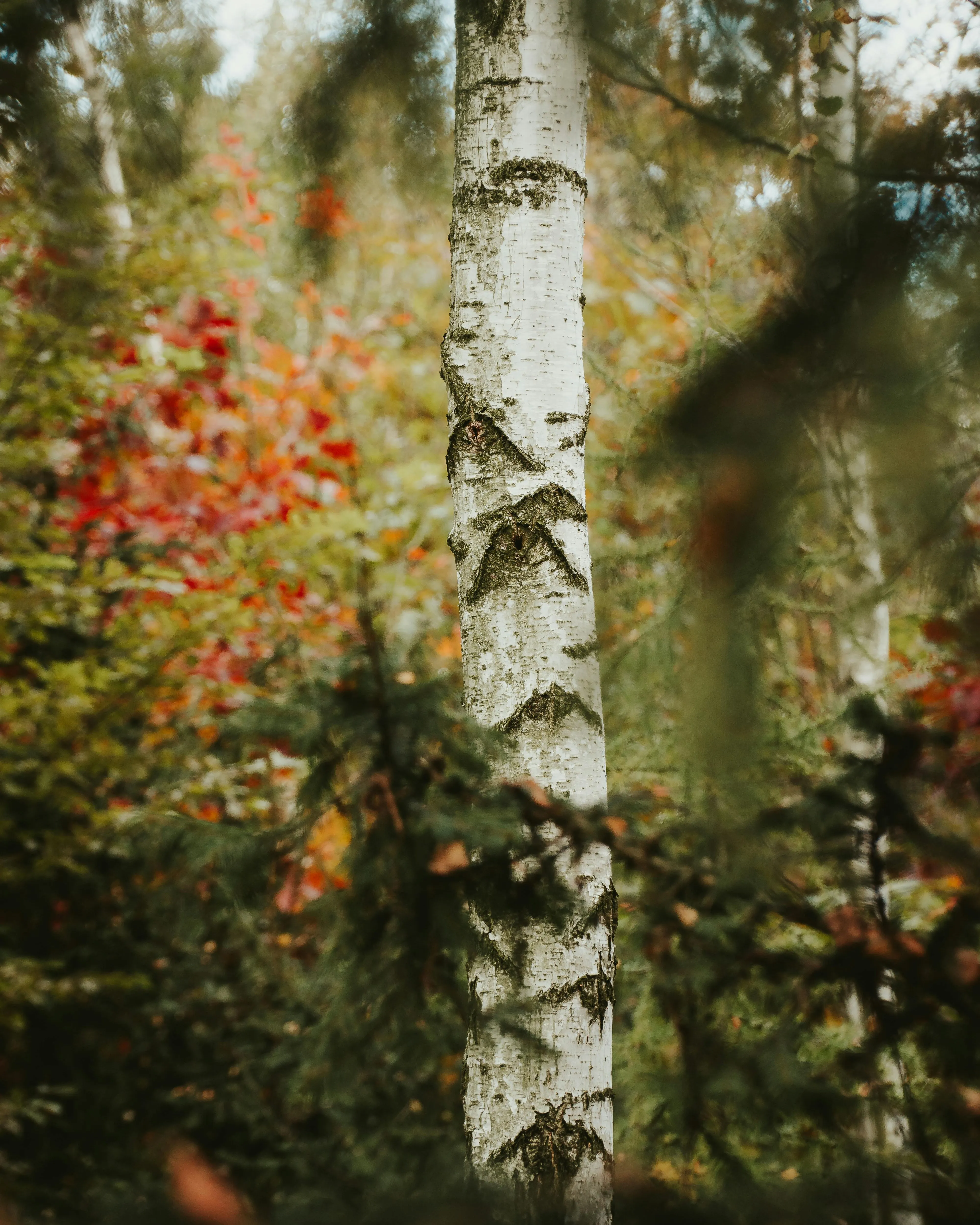 Imatge d'un bosc i el tronc d'un arbre. Font: Pexels - JacobS JS