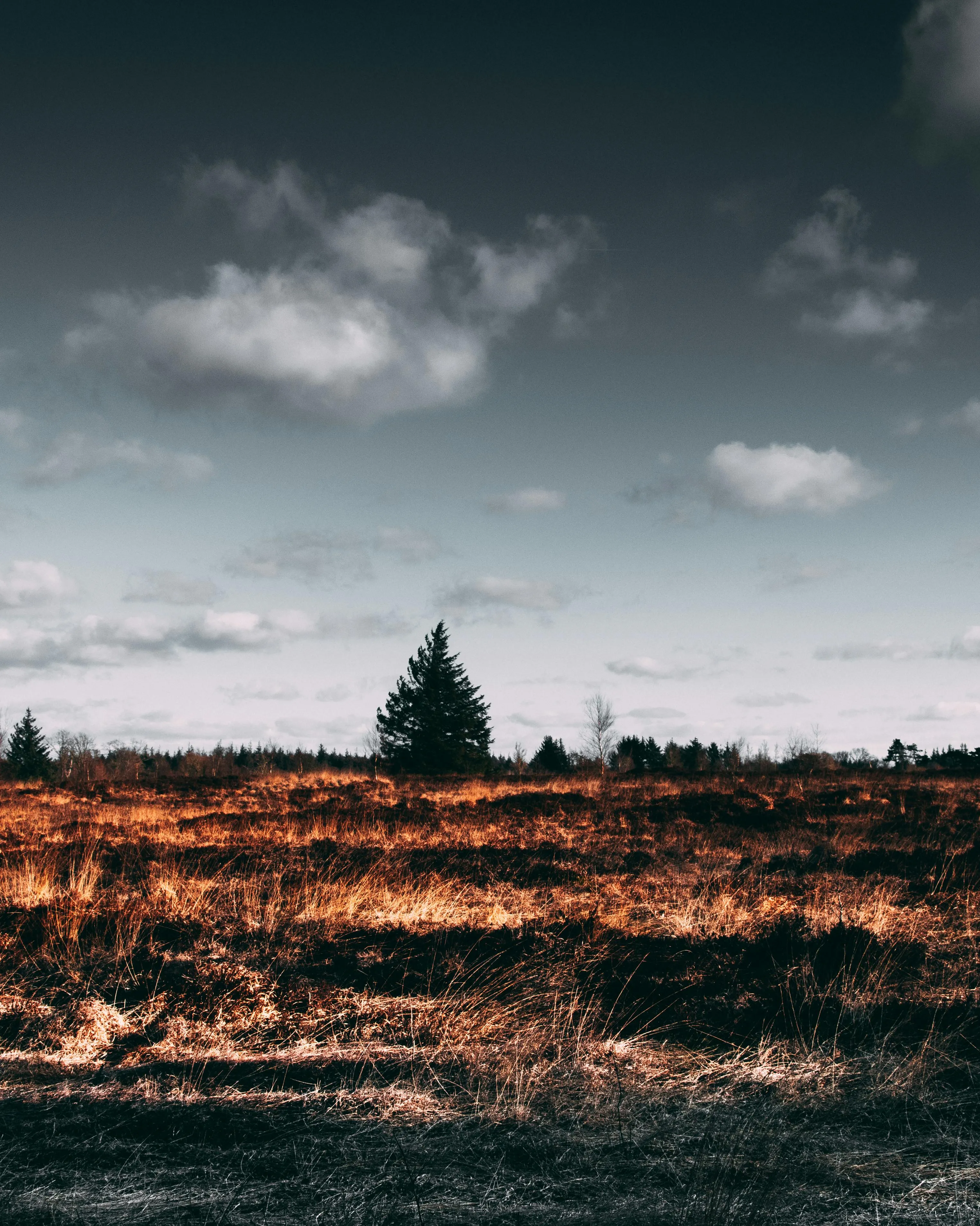 Bosc cremat. Font: Pexels - Matthis Volquardsen