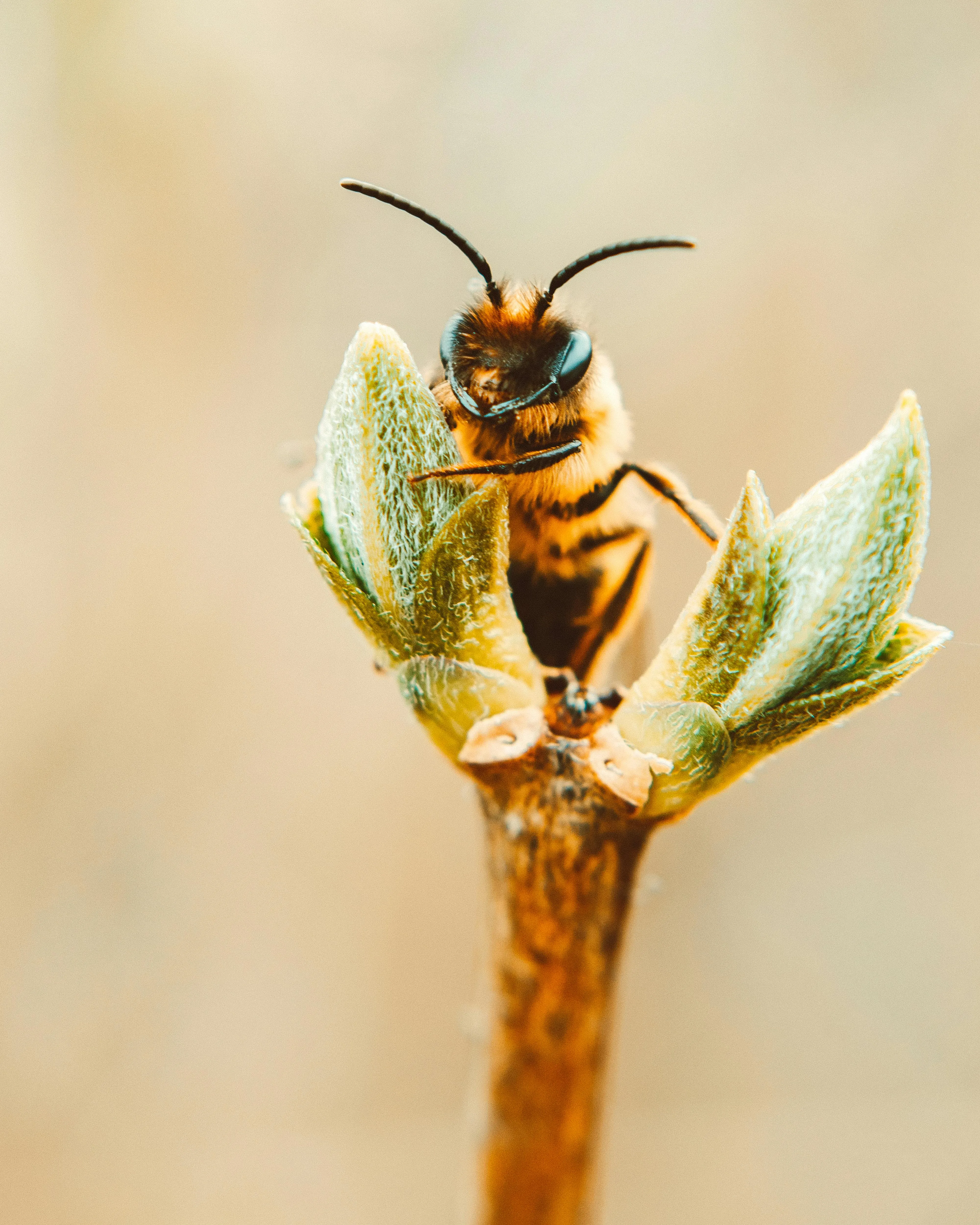 Abella polinitzant una planta. Font: Pexels - Lisa Fotios