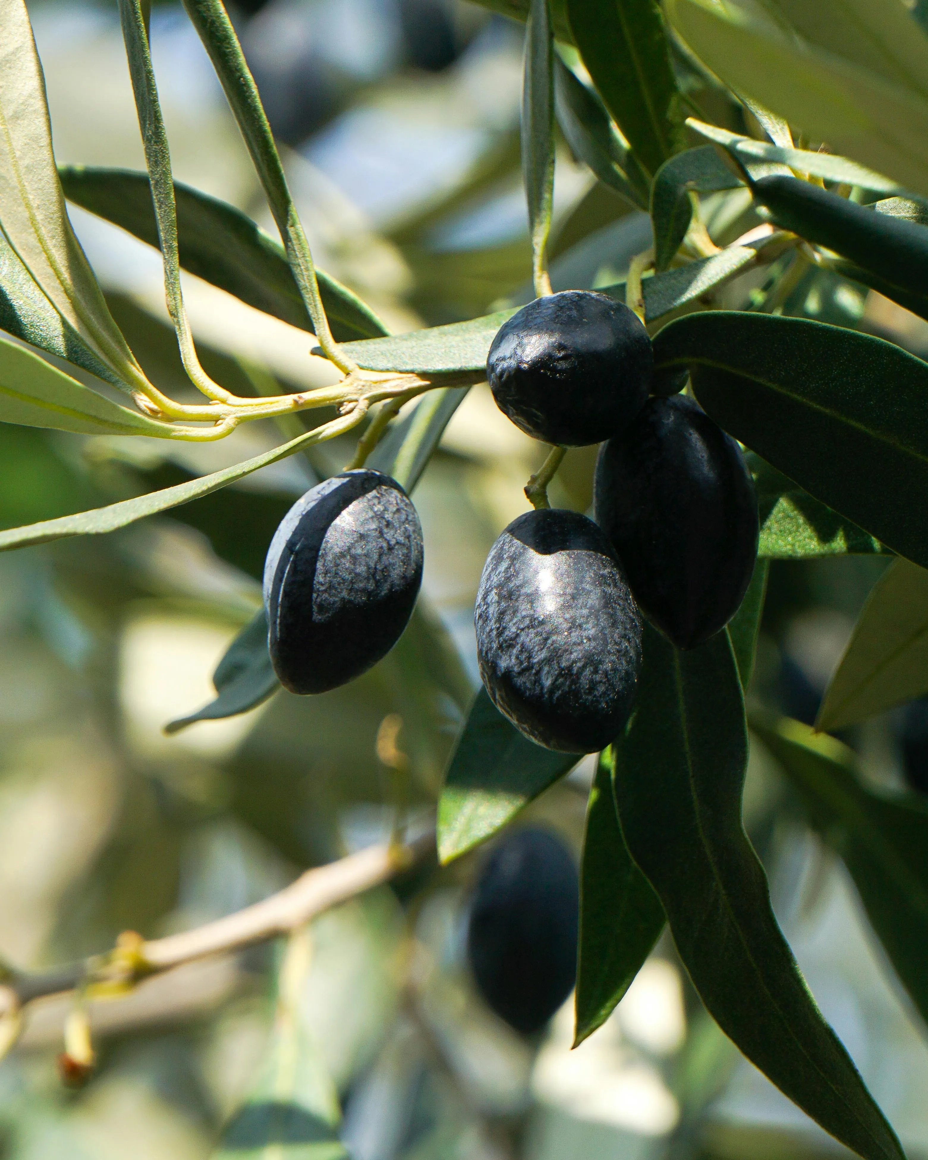Imatge d'unes olives a l'olivera. Font: Pexels - Ala J Graczyk