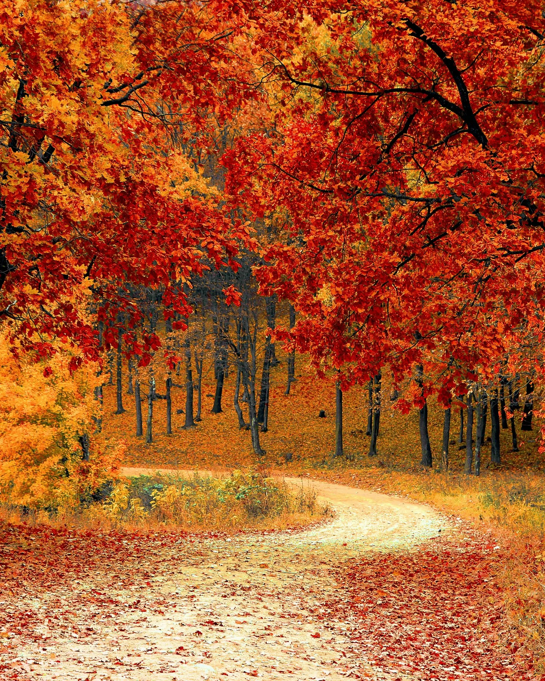 Bosc a la tardor. Font: Pixabay