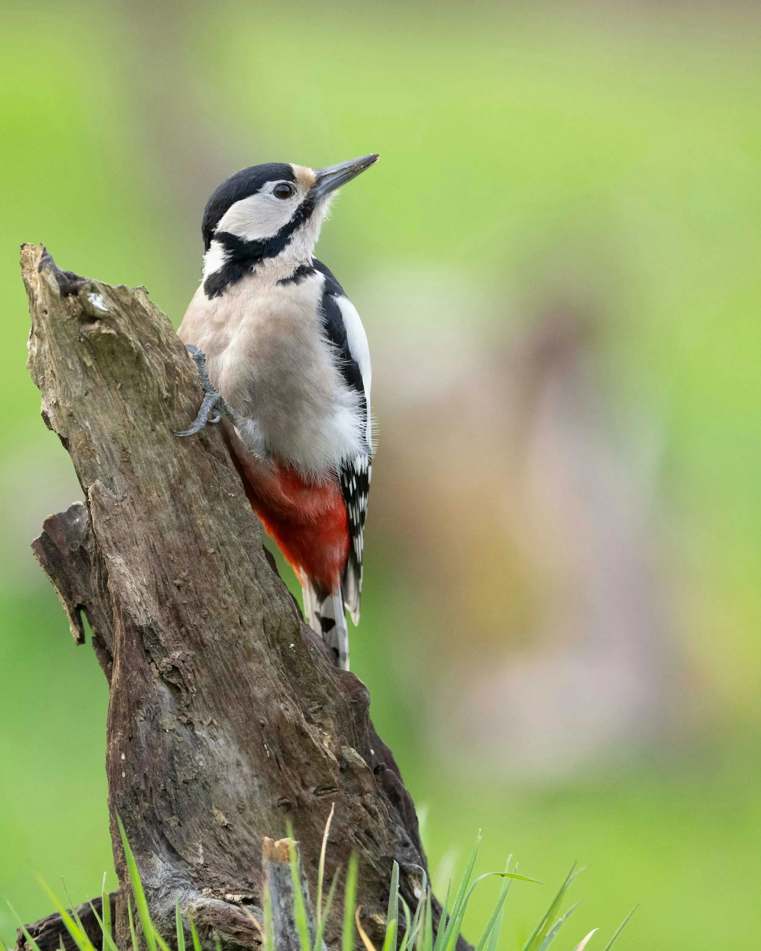 Picot garcé gros en un tronc. Font: Pexels - PicturesAddict LEFEVRE