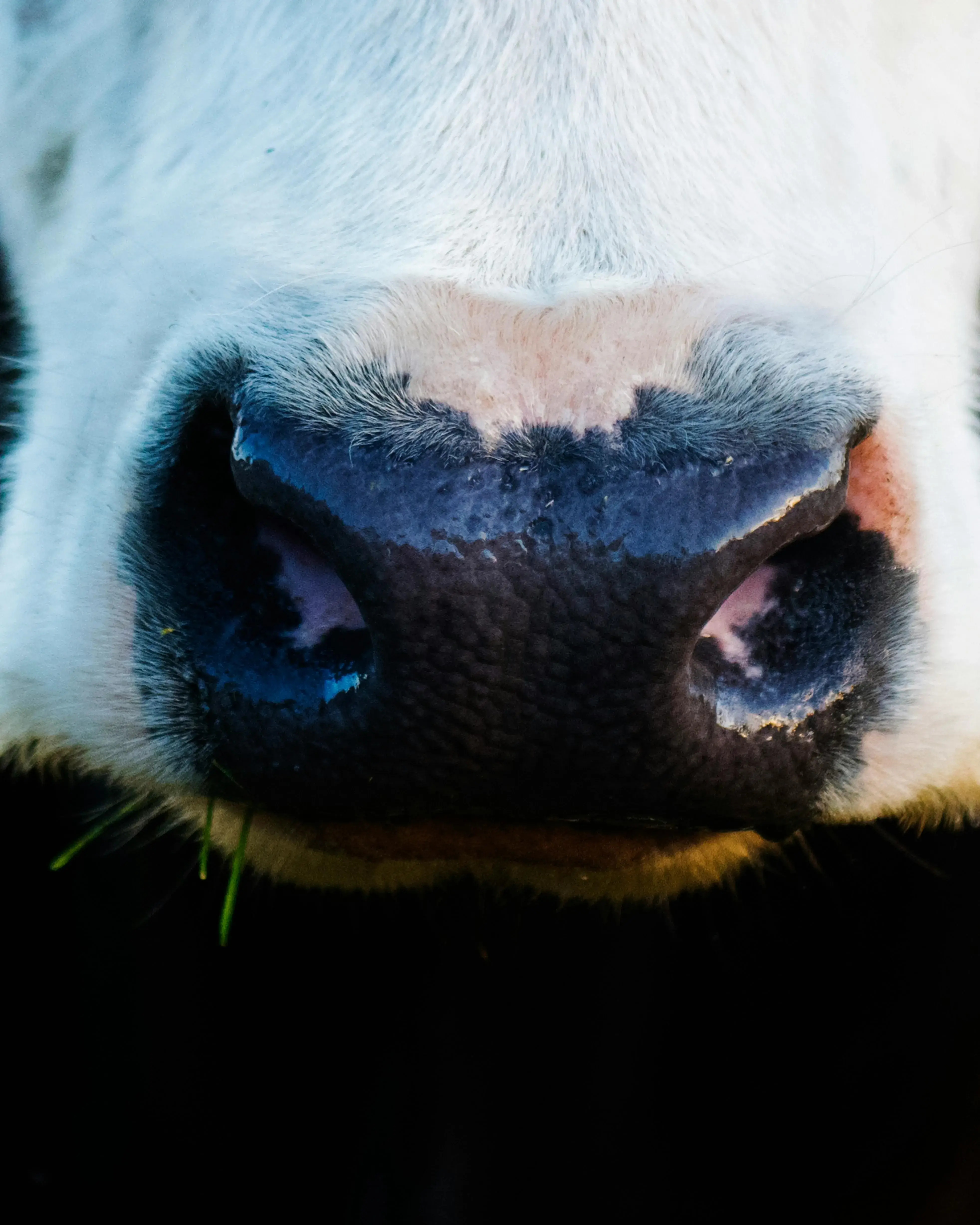 Morro d'una vaca. Font: Pexels - Kat Smith Morro d'una vaca. Font: Pexels - Kat Smith