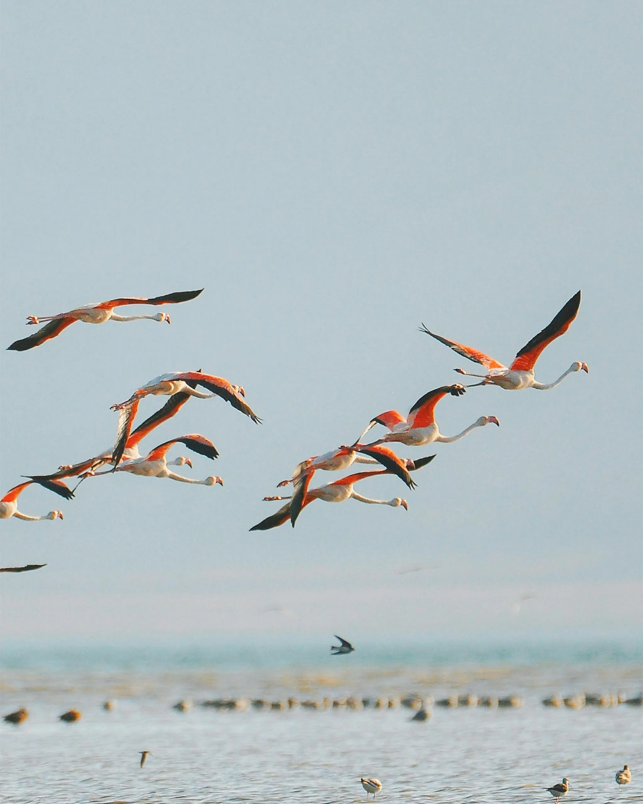 Flamencs volants sobre uns aiguamolls