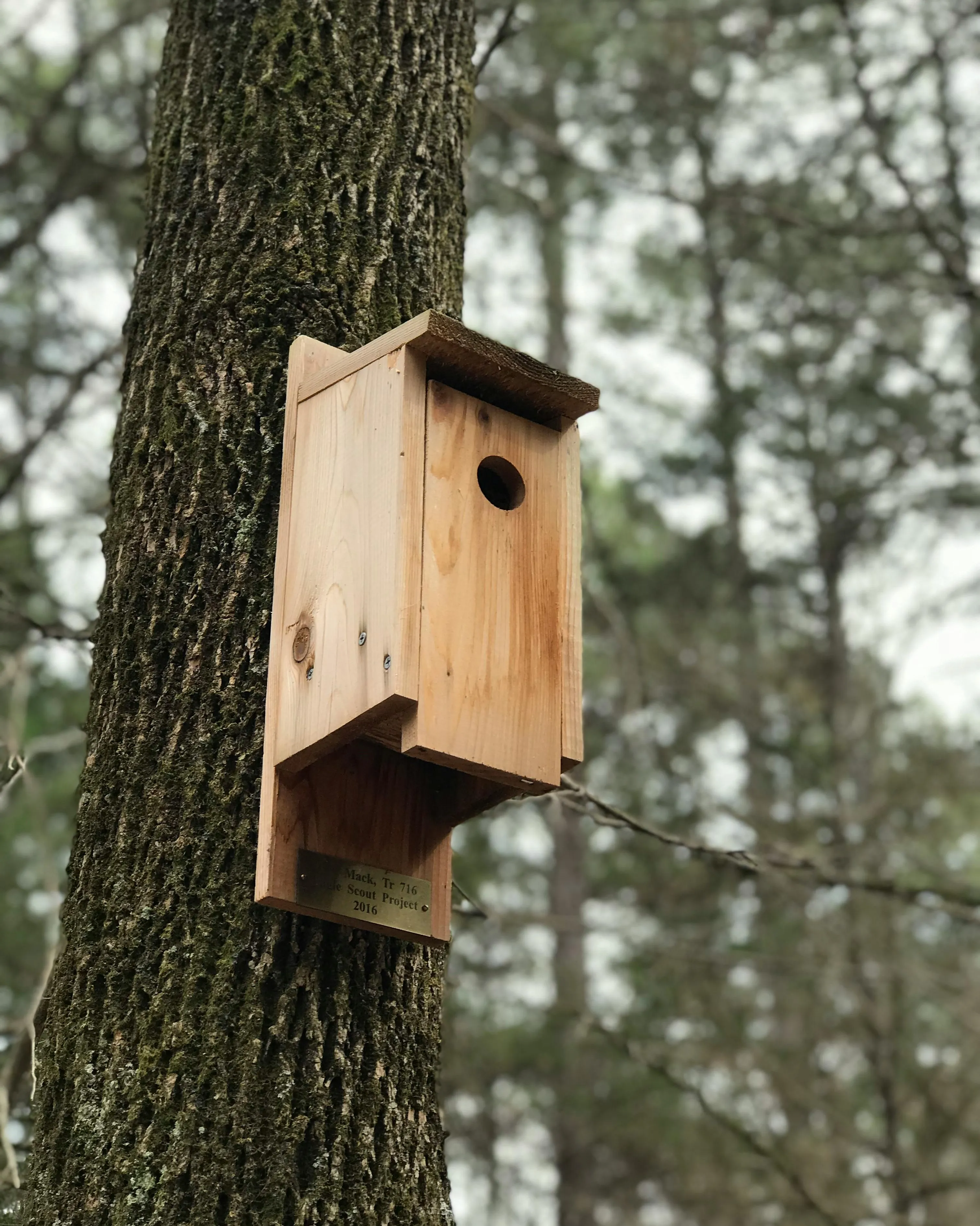 Caixa niu penja d'un arbre al bosc