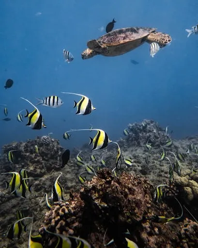 Fons de l'oceà amb diverses tortugues i peixos