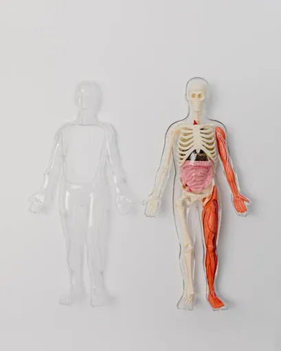 anatomia humana Ninot amb l'anatomia humana