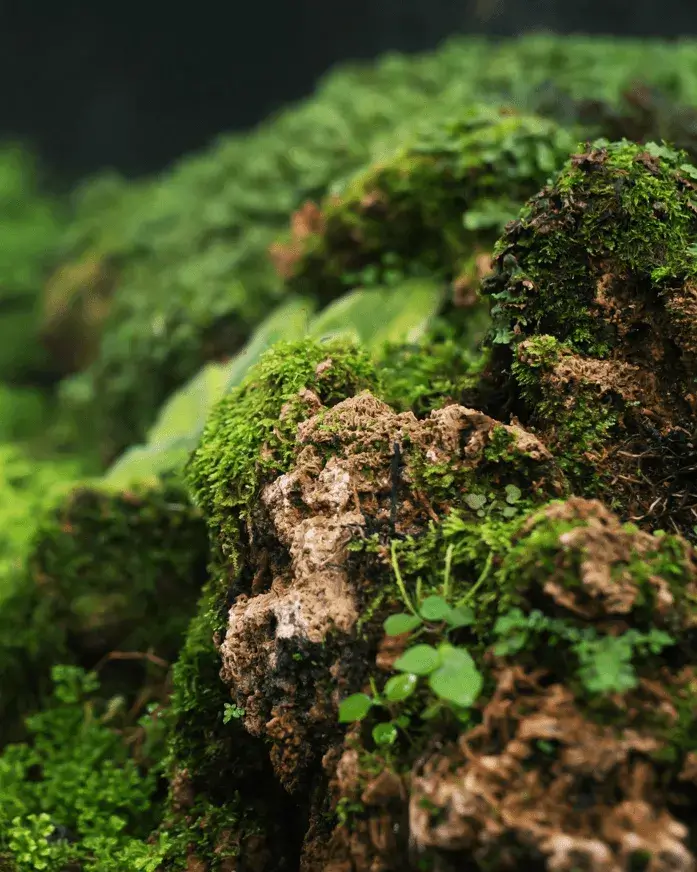 Imatge detall d'un racó del bosc amb molsa per representar la sortida briològica al Catllaràs.