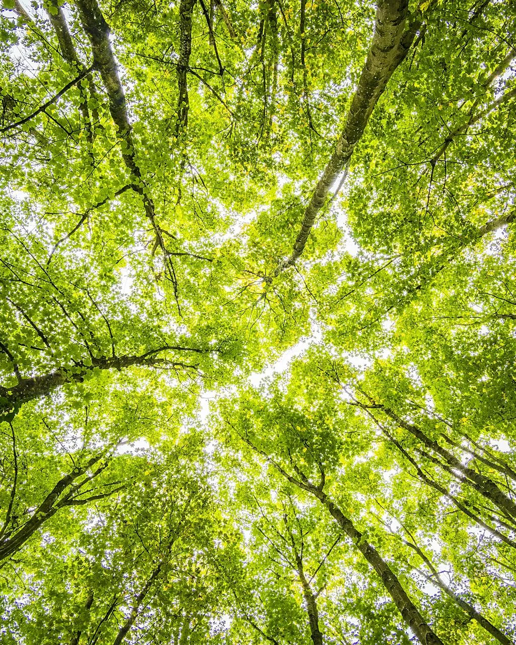 Copes denses i verdes en un bosc vibrant