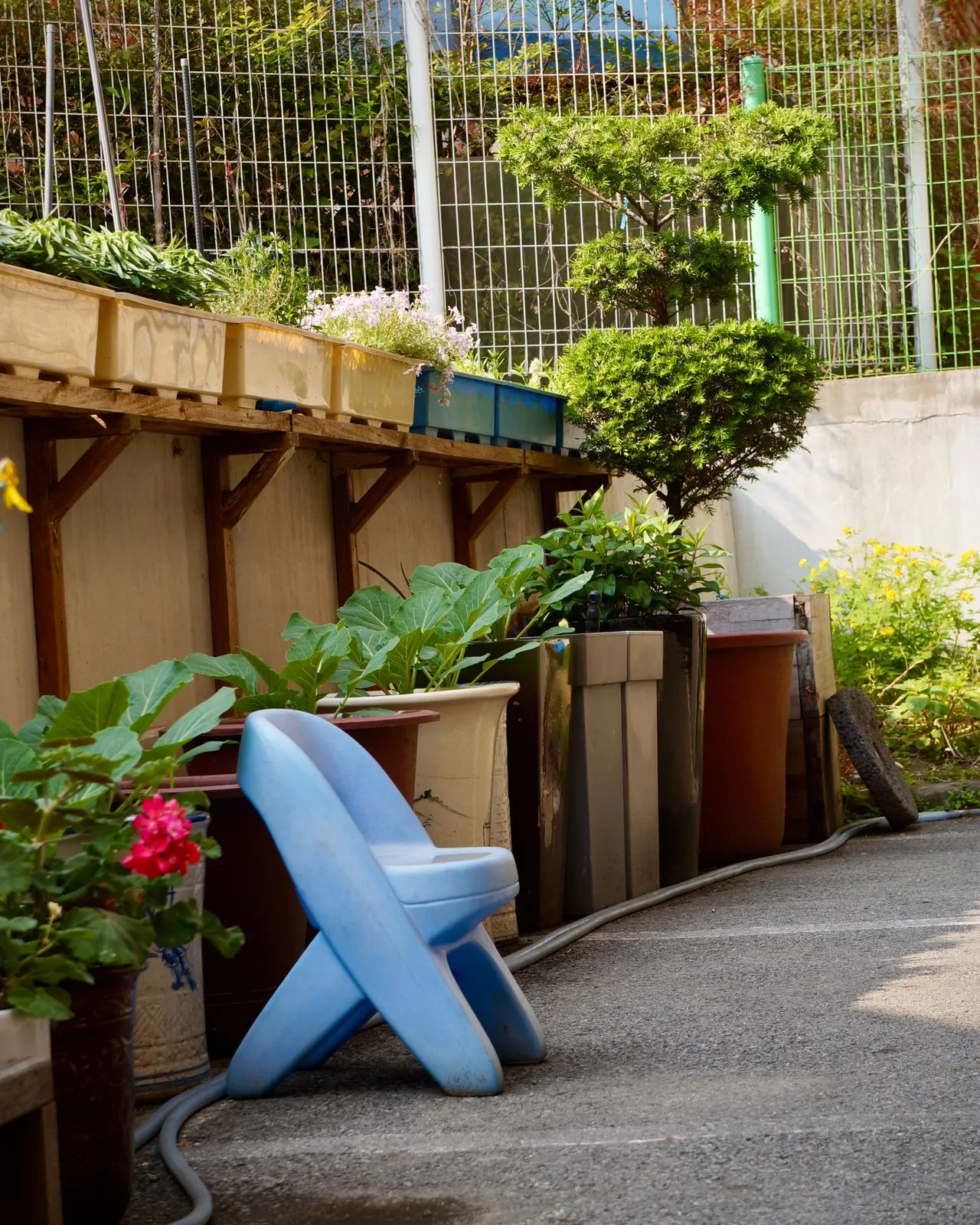 Jardí amb plantes en testos i una cadira infantil blava.