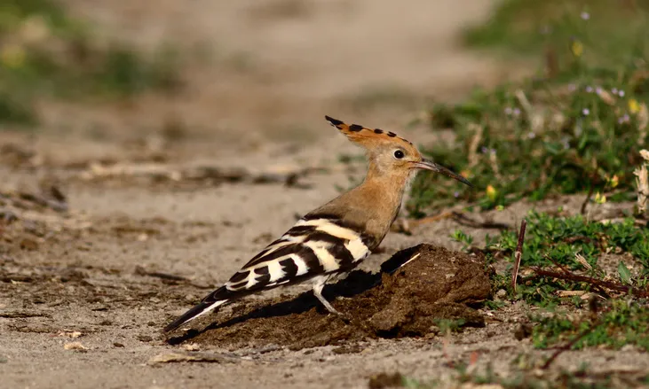 Puput (foto: Rafel Bennasar, flickr)