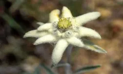 Apadrinar una espècie: flor de neu (foto: Acciónatura)