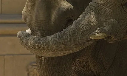 Abraçada entre dos elefants. Cooperació_Shina._Flickr Abraçada entre dos elefants. Cooperació_Shina._Flickr
