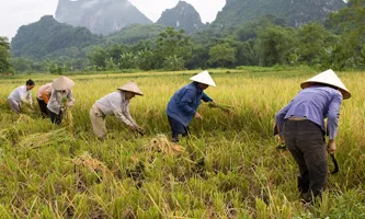Fotografia camperols de l'arròs a Vietnam 