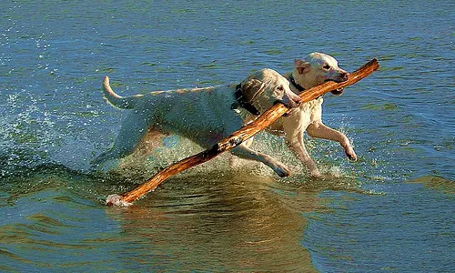La cooperació en el món animal. Font: google