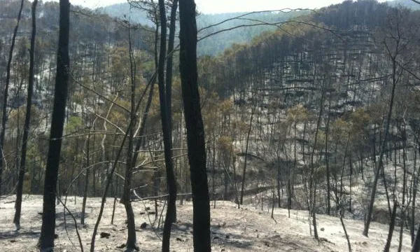 Imatge del bosc cremat a Terrades. Autor: Jordi Borràs