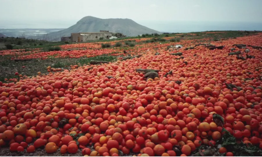 Tomàquets desaprofitats al camp. Fotograma del vídeo Gleaning Network UK