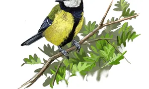 Mallerenga carbonera (imatge SIOC)