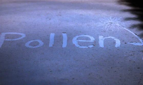 Pollen. Fotografia de l'usuari Flickr Dome Poon