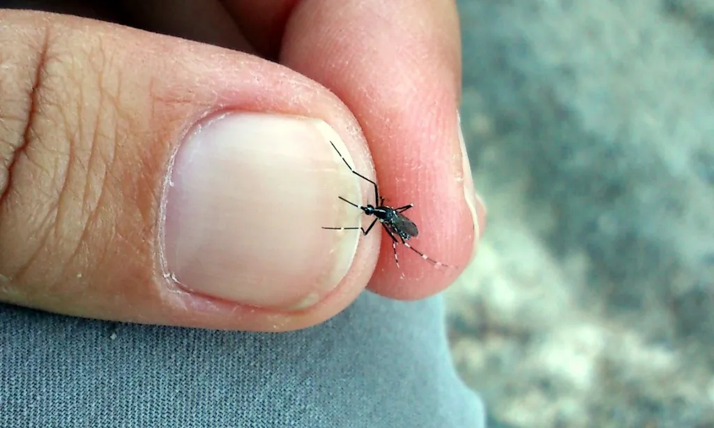 Exemplar de mosquit tigre