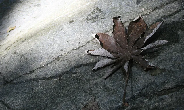 Fulla vella_Saúl Briceño B._Flickr Fulla vella_Saúl Briceño B._Flickr