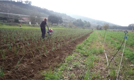L'Hort Social de Can Codina (imatge: Tarpuna)