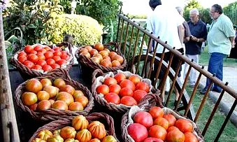 tomàquets - Font: ecologistes.net
