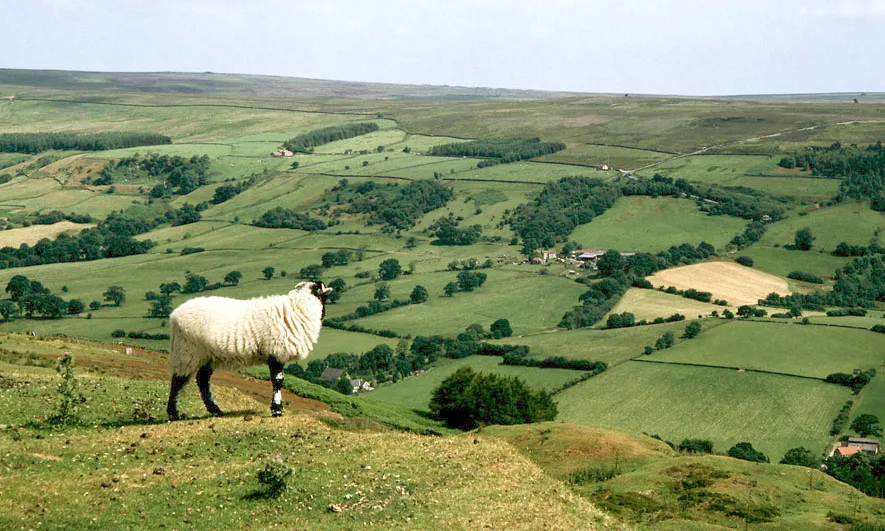 Medi rural Medi rural