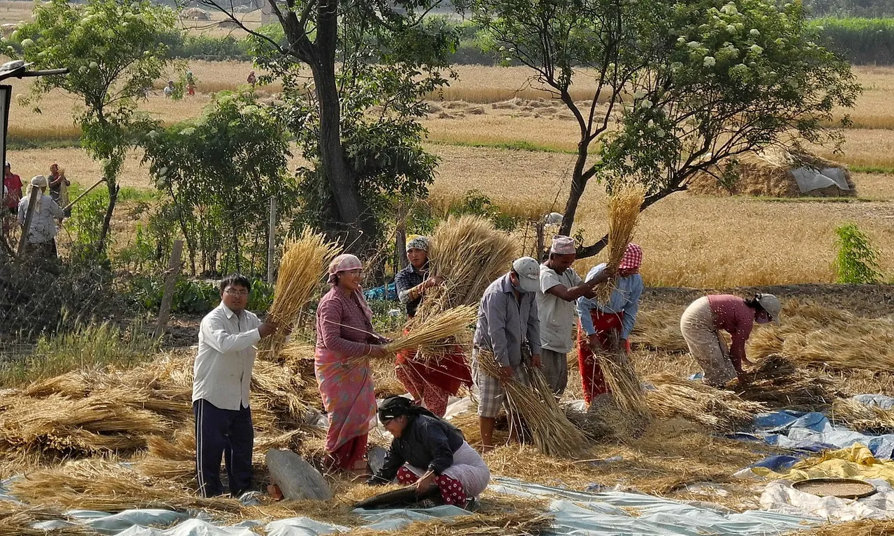 Petits agricultors al Nepal. Font: pixabay.com
