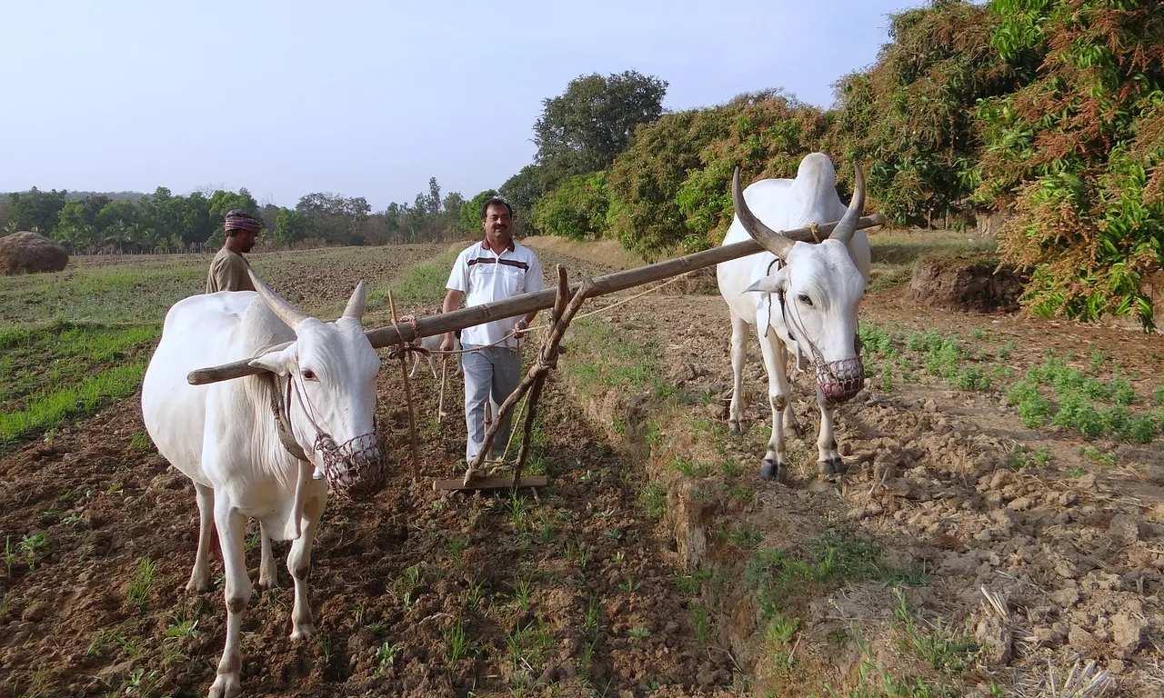 Agricultor llaurant. Font: pixabay.com