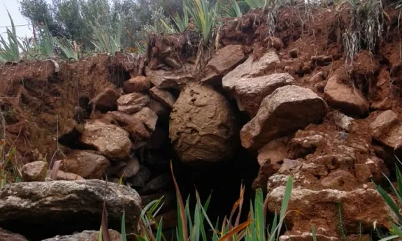 Un dels últims nius trobats a Catalunya a la zona del Vallès (imatge; naciodigital.cat)