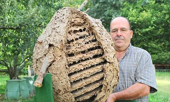 Niu de vespa asiàtica trobat al País Basc (imatge; diariovasco.com)