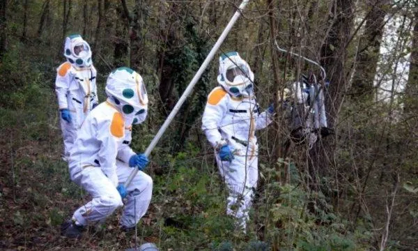 Destrucció de nius de vespa asiàtica al bosc (imatge; e-plagas.com)