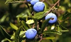 L'aranyoner "Prunus spinosa", una idea de regal (imatge: Concep't)