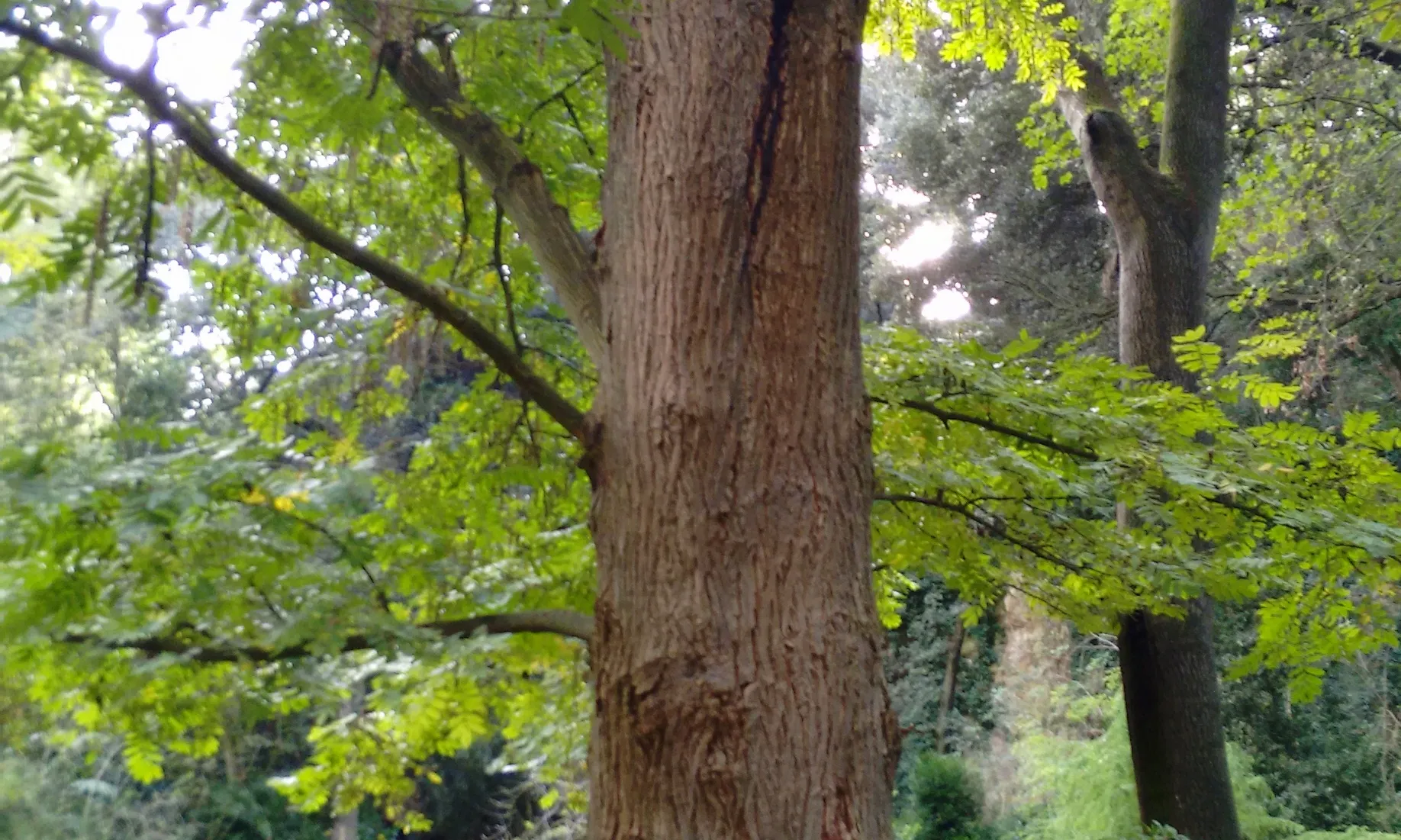Shinrin yoku o terapia del bosc (imatge:flickr/diluvi)