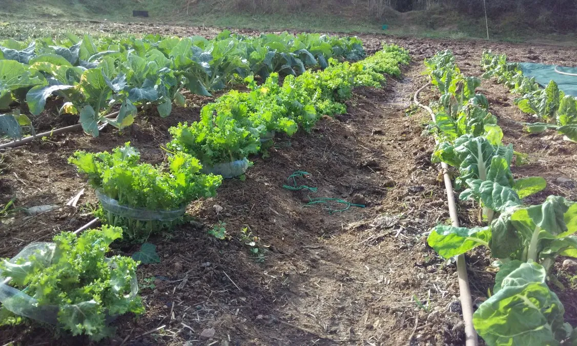 Collites de l'hort  (Font: Hort)
