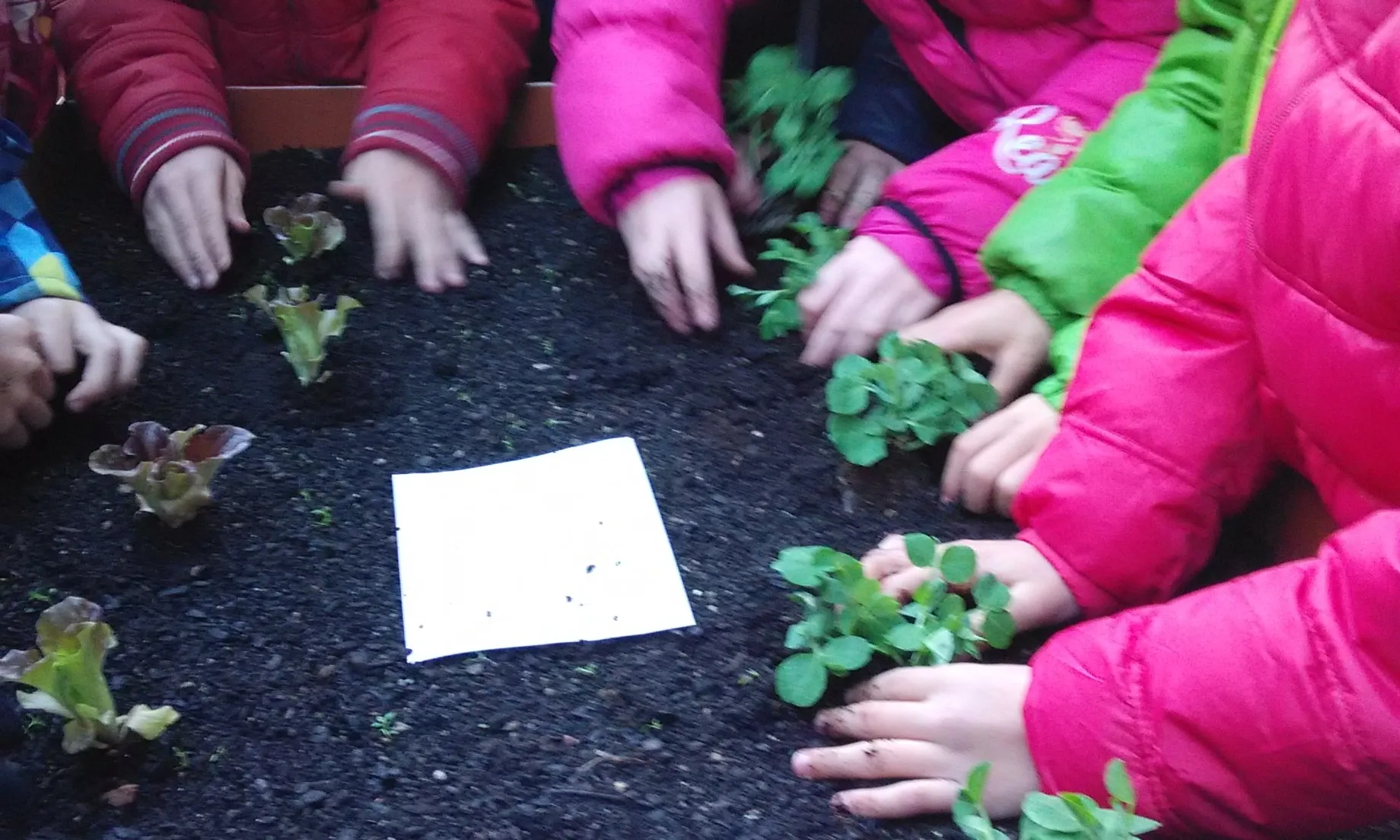 Programa d'apadrinament de l'hort ecològic de l'escola Joan Bruguera de Girona (Font: OCD)